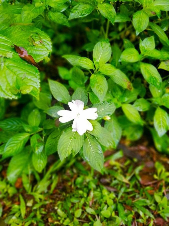 Cabanas Las Orquideas Zapotal  Dış mekan fotoğraf