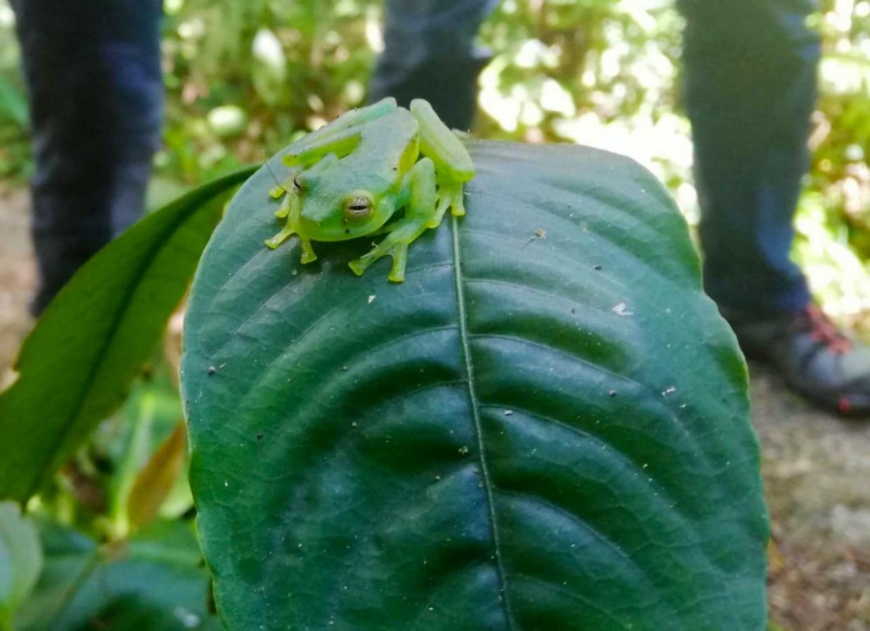 Cabanas Las Orquideas Zapotal  Dış mekan fotoğraf