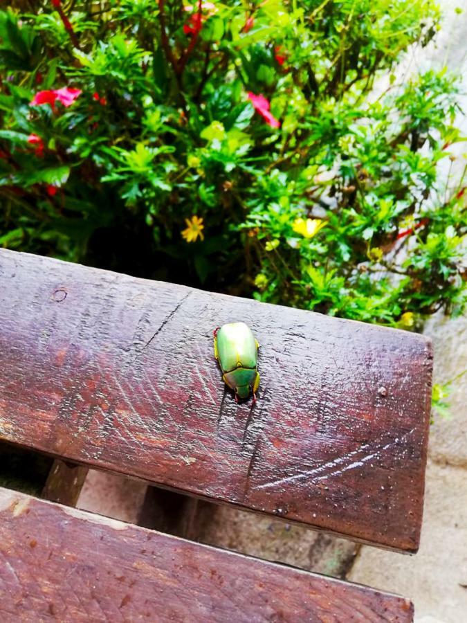 Cabanas Las Orquideas Zapotal  Dış mekan fotoğraf