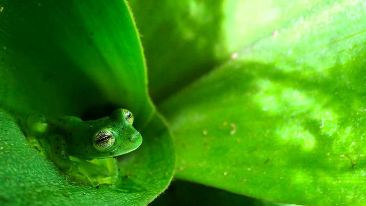 Cabanas Las Orquideas Zapotal  Dış mekan fotoğraf