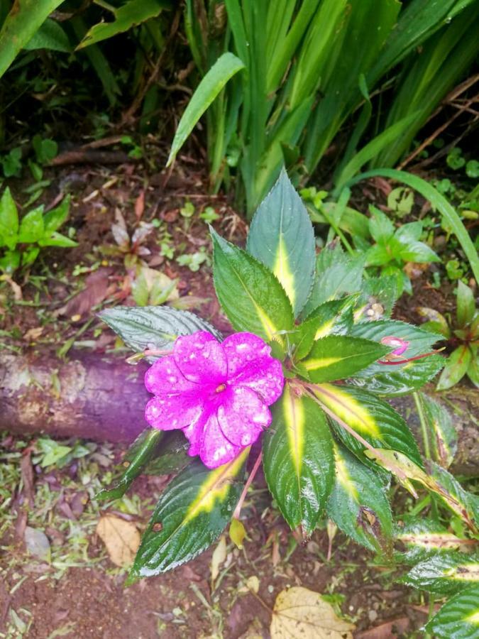 Cabanas Las Orquideas Zapotal  Dış mekan fotoğraf