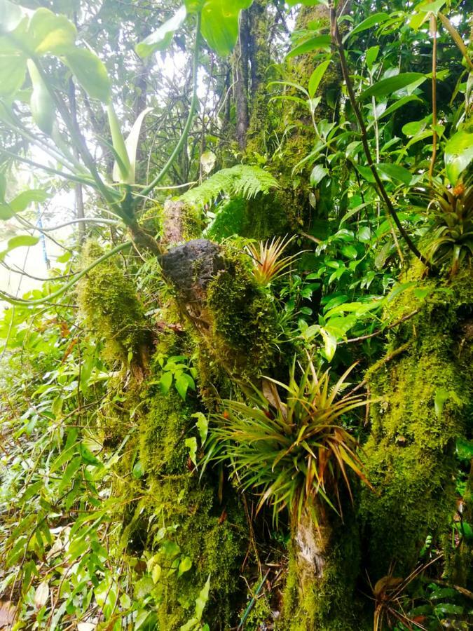 Cabanas Las Orquideas Zapotal  Dış mekan fotoğraf