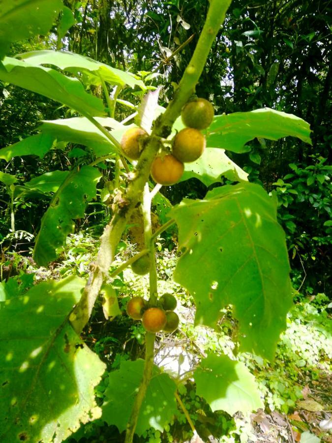 Cabanas Las Orquideas Zapotal  Dış mekan fotoğraf